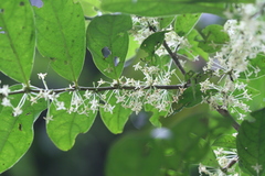 Glochidion hohenackeri var. johnstonei